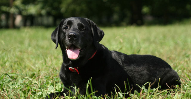 火葬が可能な大型犬